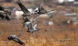 鸟类除虫喷雾爆料视频,高效除虫，守护家园新利器